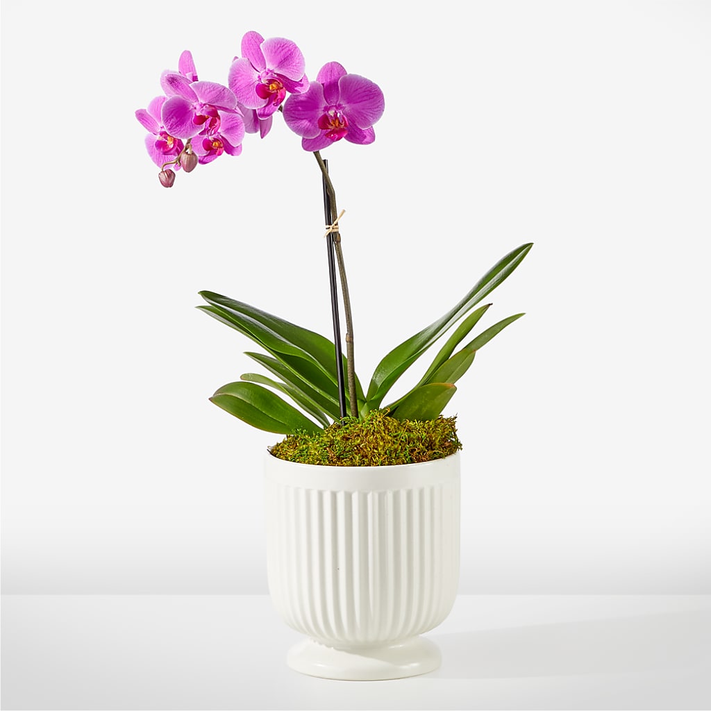 Friendly Fuchsia Orchid – Deeshay Custom Design, Goldsboro NC