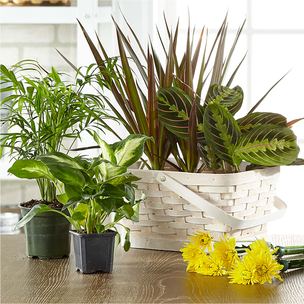 Florist Designed Blooming and Green Plants in a Basket –  Deeshay Custom Design, Goldsboro NC
