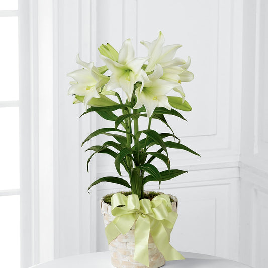 Easter Lily Plant –  Deeshay Custom Design, Goldsboro NC