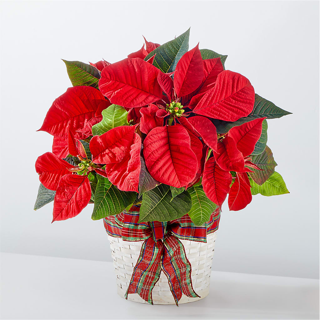 Happiest Holidays Poinsettia –  Deeshay Custom Design, Goldsboro NC