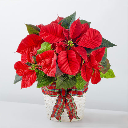 Happiest Holidays Poinsettia –  Deeshay Custom Design, Goldsboro NC
