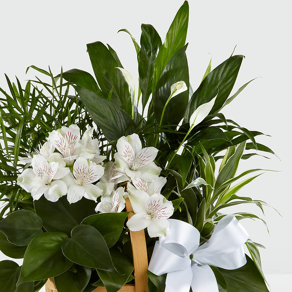 Peace & Serenity Dishgarden –  Deeshay Custom Design, Goldsboro NC