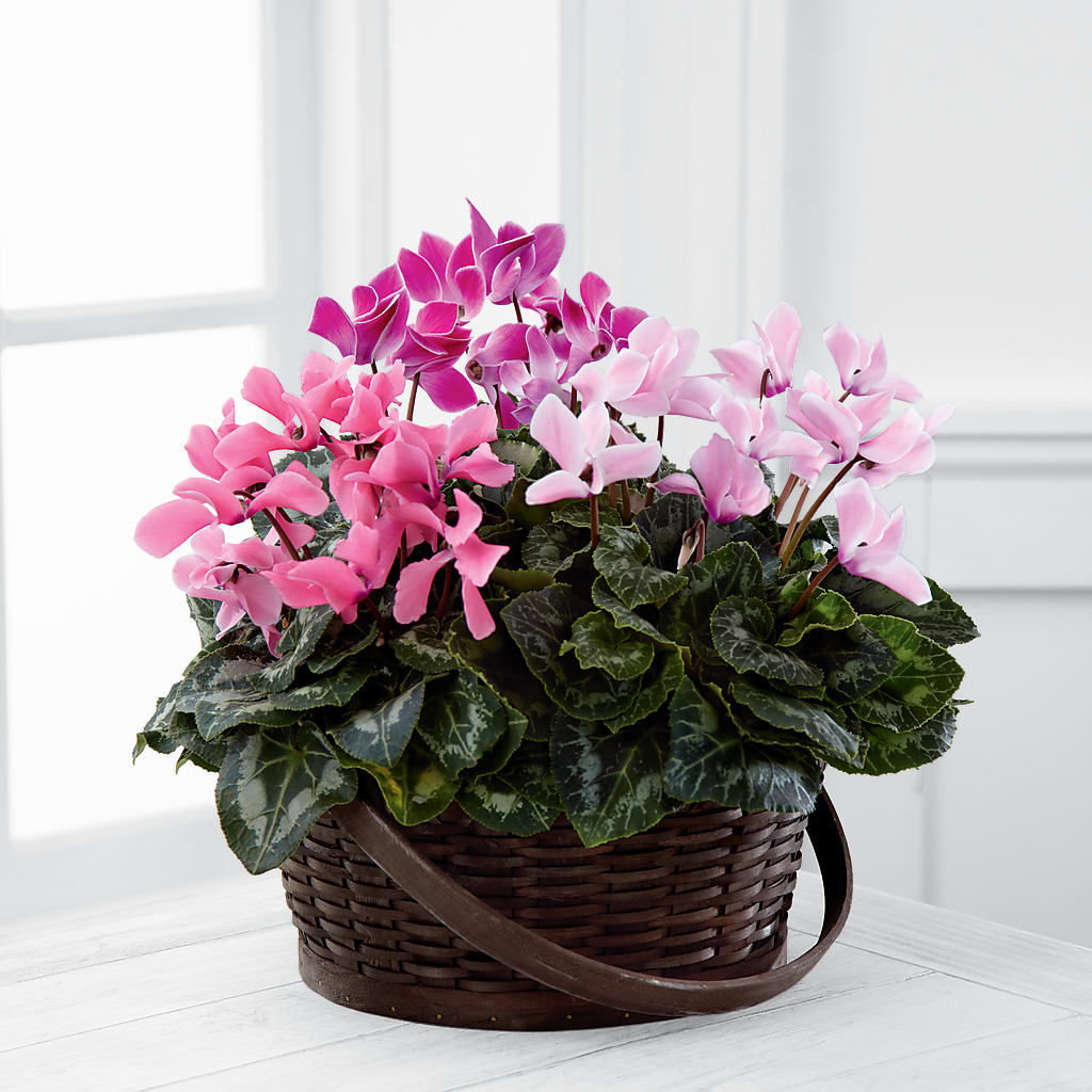 Mixed Cyclamen Planter –  Deeshay Custom Design, Goldsboro NC