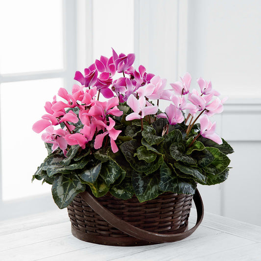 Mixed Cyclamen Planter –  Deeshay Custom Design, Goldsboro NC
