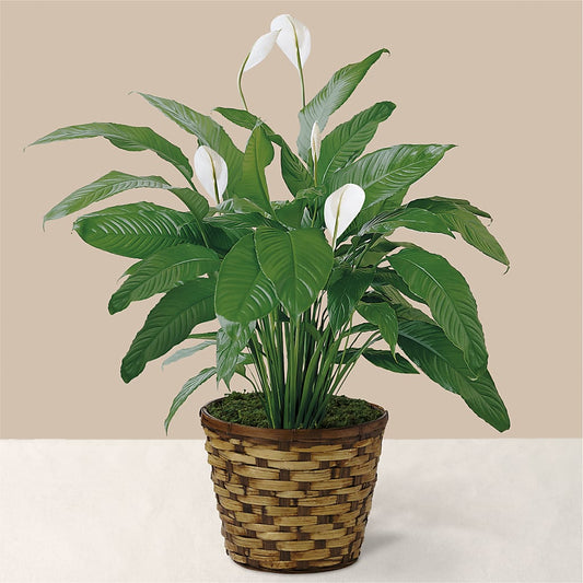 Tranquil Moments Peace Lily Plant –  Deeshay Custom Design, Goldsboro NC