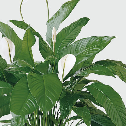 Tranquil Moments Peace Lily Plant –  Deeshay Custom Design, Goldsboro NC