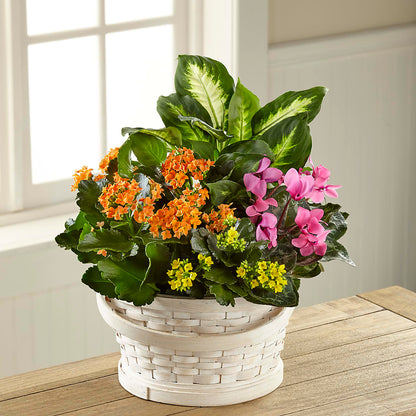 Color Crush Dishgarden –  Deeshay Custom Design, Goldsboro NC