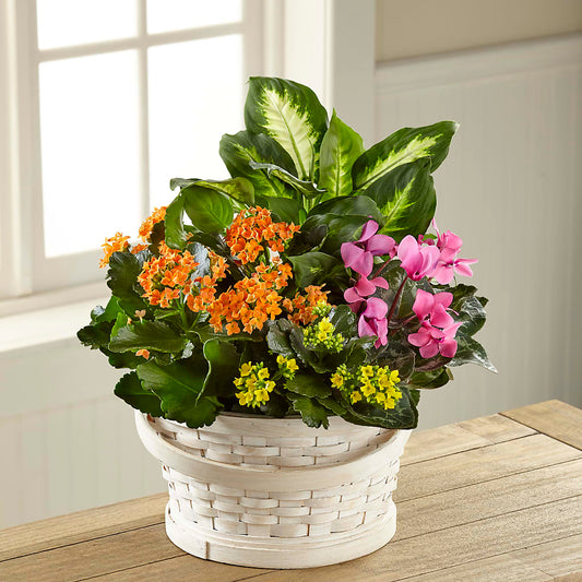 Color Crush Dishgarden –  Deeshay Custom Design, Goldsboro NC