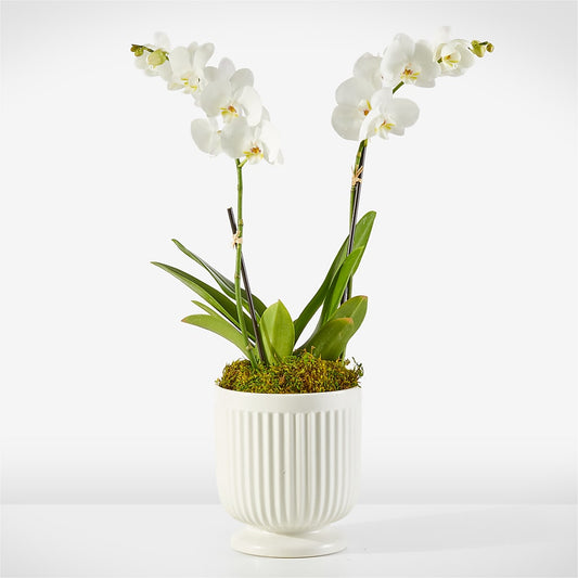 Whispering White Orchid –  Deeshay Custom Design, Goldsboro NC