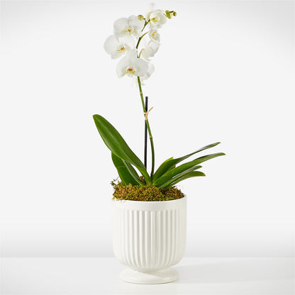 Whispering White Orchid –  Deeshay Custom Design, Goldsboro NC