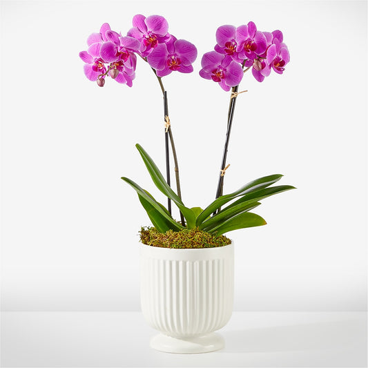 Friendly Fuchsia Orchid –  Deeshay Custom Design, Goldsboro NC