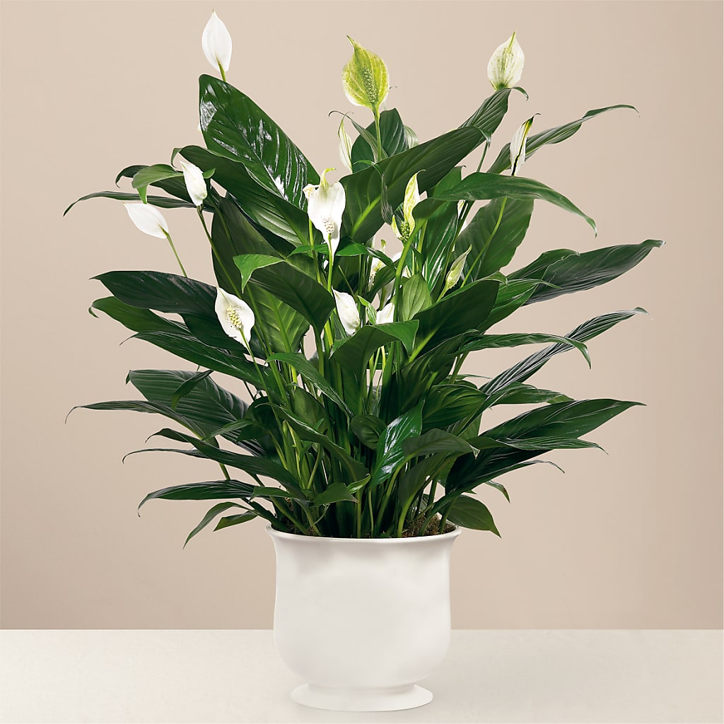 Comfort Planter –  Deeshay Custom Design, Goldsboro NC