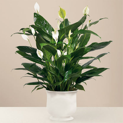 Comfort Planter –  Deeshay Custom Design, Goldsboro NC