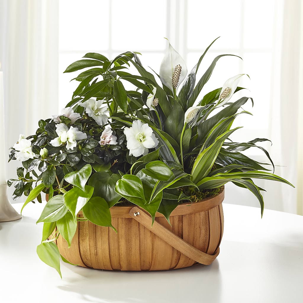 Serene Dishgarden –  Deeshay Custom Design, Goldsboro NC