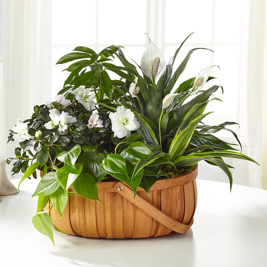 Serene Dishgarden –  Deeshay Custom Design, Goldsboro NC