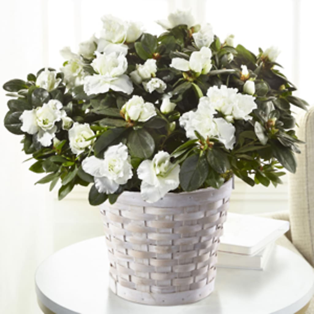 White Azalea Plant –  Deeshay Custom Design, Goldsboro NC