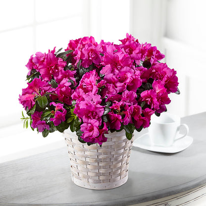 Hope & Serenity Azalea Plant –  Deeshay Custom Design, Goldsboro NC