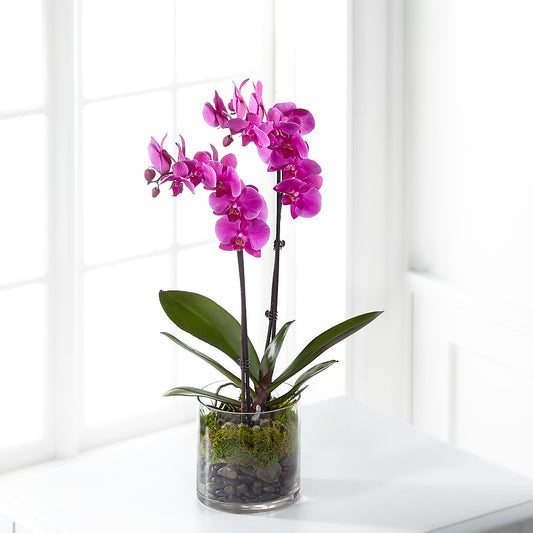 Pink Orchid Plant –  Deeshay Custom Design, Goldsboro NC