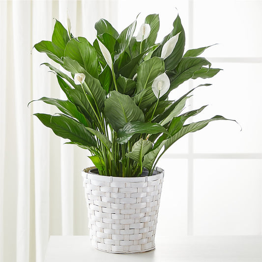 A New Leaf Peace Lily –  Deeshay Custom Design, Goldsboro NC