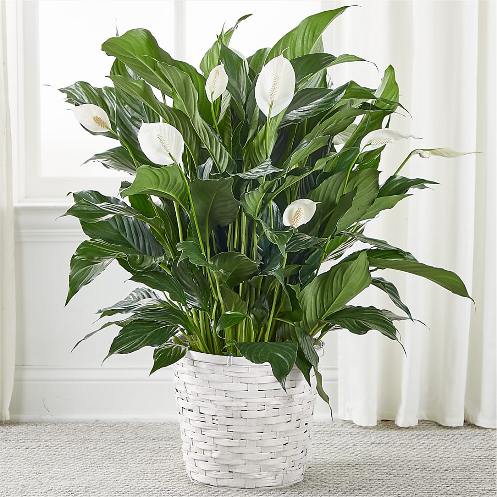 A New Leaf Peace Lily –  Deeshay Custom Design, Goldsboro NC