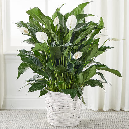 A New Leaf Peace Lily –  Deeshay Custom Design, Goldsboro NC