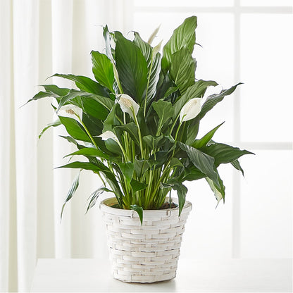 A New Leaf Peace Lily –  Deeshay Custom Design, Goldsboro NC