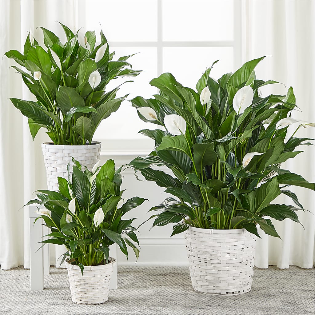 A New Leaf Peace Lily –  Deeshay Custom Design, Goldsboro NC