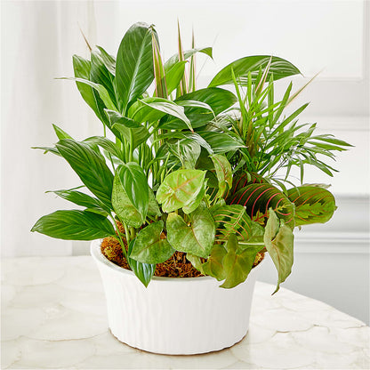 Balance & Harmony Dishgarden –  Deeshay Custom Design, Goldsboro NC