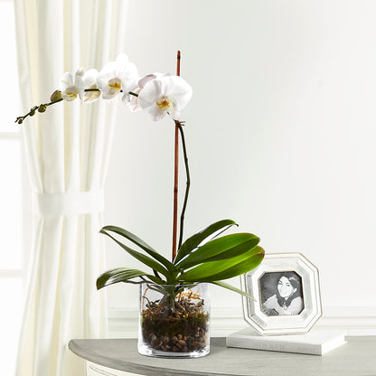 White Orchid Planter –  Deeshay Custom Design, Goldsboro NC